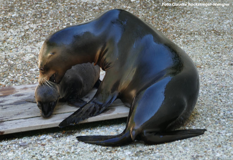 Kalifornisches Seelöwen-Weibchen KUBA mit dem neun Tage alten männlichen Jungtier KOA am 26. Juni 2020 am Seelöwen-Becken im Wuppertaler Zoo (Foto Claudia Böckstiegel-Wengler)