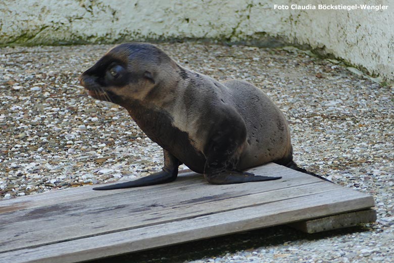 Neun Tage altes männliches Kalifornisches Seelöwen-Jungtier KOA am 26. Juni 2020 am Seelöwen-Becken im Zoologischen Garten Wuppertal (Foto Claudia Böckstiegel-Wengler)