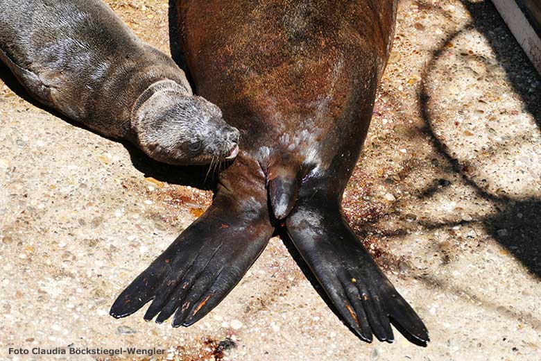 Kalifornisches Seelöwen-Weibchen PEBBLES mit dem wenige Stunden alten noch namenlosen Jungtier am 26. Juni 2020 am Seelöwen-Becken vor dem Durchgang zum Innenstall im Wuppertaler Zoo (Foto Claudia Böckstiegel-Wengler)