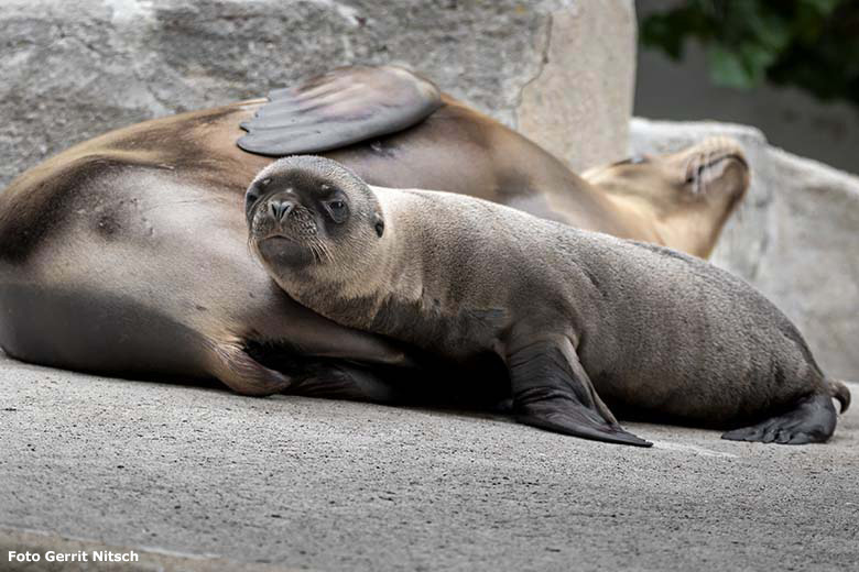 Kalifornisches Seelöwen-Jungtier KOA mit seiner Seelöwen-Mutter KUBA am 2. Juli 2020 am Seelöwen-Becken im Grünen Zoo Wuppertal (Foto Gerrit Nitsch)