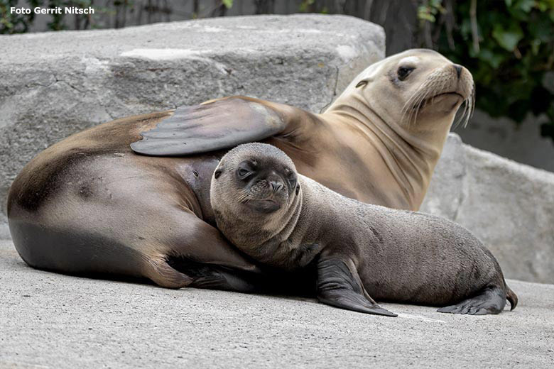 Kalifornisches Seelöwen-Jungtier KOA mit seiner Seelöwen-Mutter KUBA am 2. Juli 2020 am Seelöwen-Becken im Zoo Wuppertal (Foto Gerrit Nitsch)