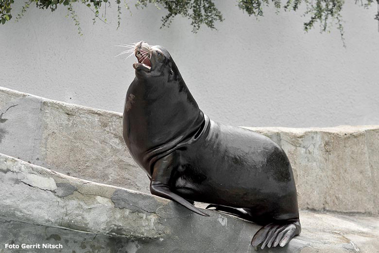 Kalifornischer Seelöwen-Bulle MYLO am 2. Juli 2020 am Seelöwen-Becken im Zoologischen Garten Wuppertal (Foto Gerrit Nitsch)