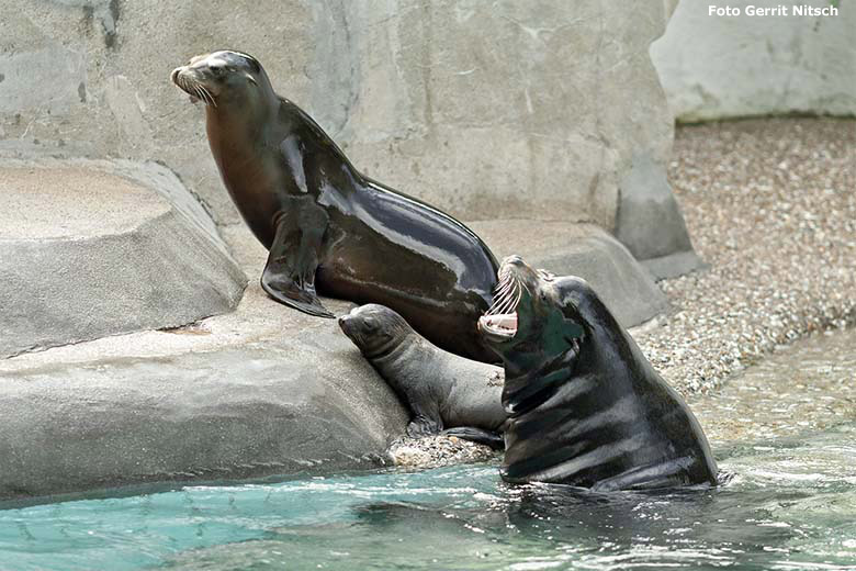 Kalifornischer Seelöwen-Bulle MYLO (im Wasser) mit dem Seelöwen-Jungtier KOA und dem Seelöwen-Weibchen KUBA am 2. Juli 2020 im Seelöwen-Becken im Wuppertaler Zoo (Foto Gerrit Nitsch)