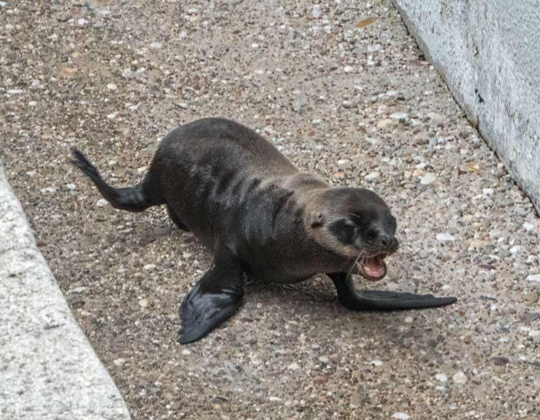 Kalifornisches Seelöwen-Jungtier NALU am 4. Juli 2020 am Seelöwen-Becken im Grünen Zoo Wuppertal