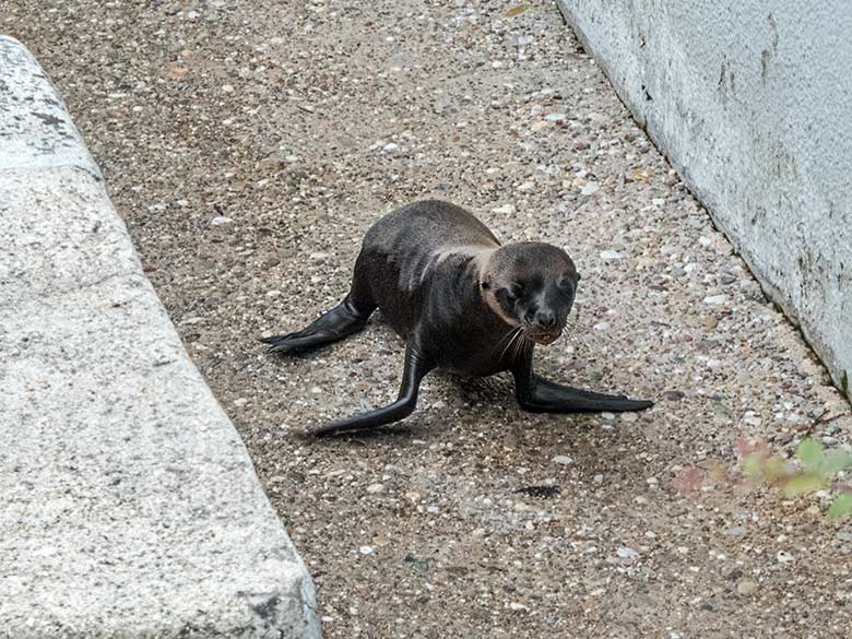 Kalifornisches Seelöwen-Jungtier NALU am 4. Juli 2020 am Seelöwen-Becken im Wuppertaler Zoo