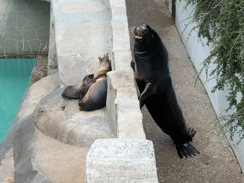 Kalifornisches Seelöwen-Jungtier KOA mit seiner Seelöwen-Mutter KUBA und dem Seelöwen-Vater MYLO am 4. Juli 2020 am Seelöwen-Becken im Grünen Zoo Wuppertal