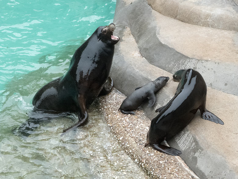 Kalifornischer Seelöwen-Bulle MYLO mit Seelöwen-Jungtier KOA und Seelöwen-Weibchen KUBA am 4. Juli 2020 am Seelöwen-Becken im Wuppertaler Zoo