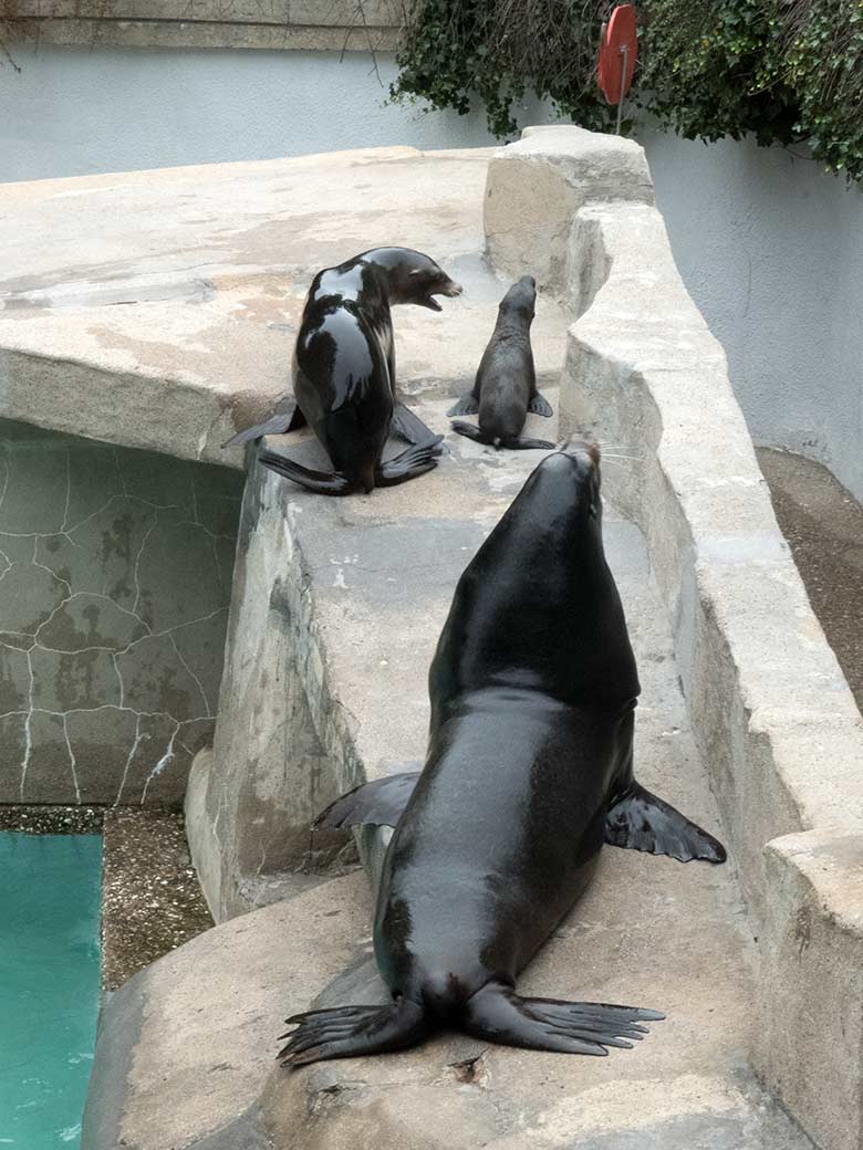 Kalifornischer Seelöwen-Bulle MYLO (vorn) mit Seelöwen-Weibchen KUBA und Seelöwen-Jungtier KOA am 4. Juli 2020 am Seelöwen-Becken im Zoo Wuppertal