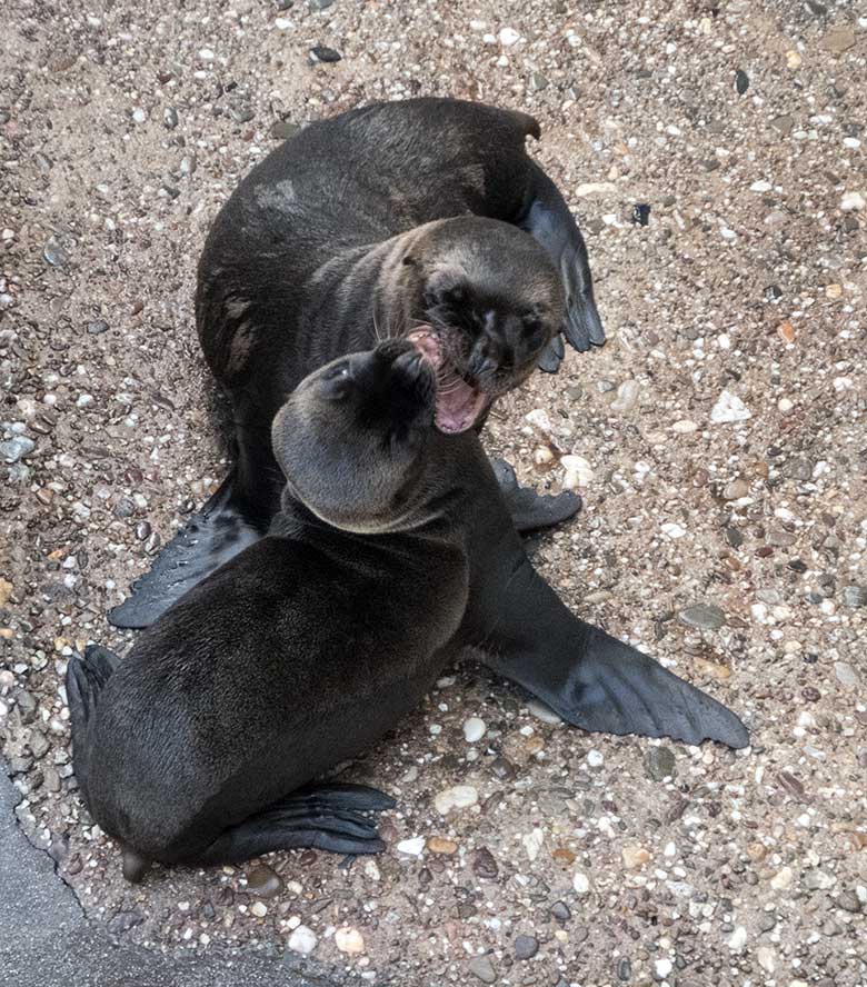 Kalifornische Seelöwen-Jungtiere NALU und KOA am 11. Juli 2020 am Seelöwen-Becken im Zoo Wuppertal