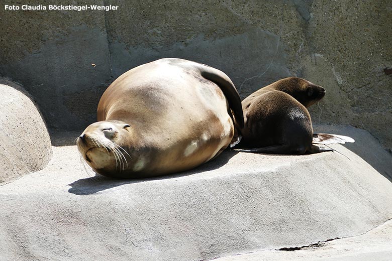 Kalifornisches Seelöwen-Weibchen PEBBLES mit Jungtier NALU am 13. Juli 2020 am Seelöwen-Becken im Grünen Zoo Wuppertal (Foto Claudia Böckstiegel-Wengler)