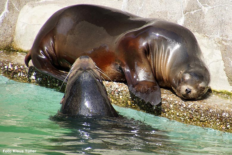 Kalifornische Seelöwen am 13. Juli 2020 am Seelöwen-Becken im Zoologischen Garten Wuppertal (Foto Klaus Tüller)