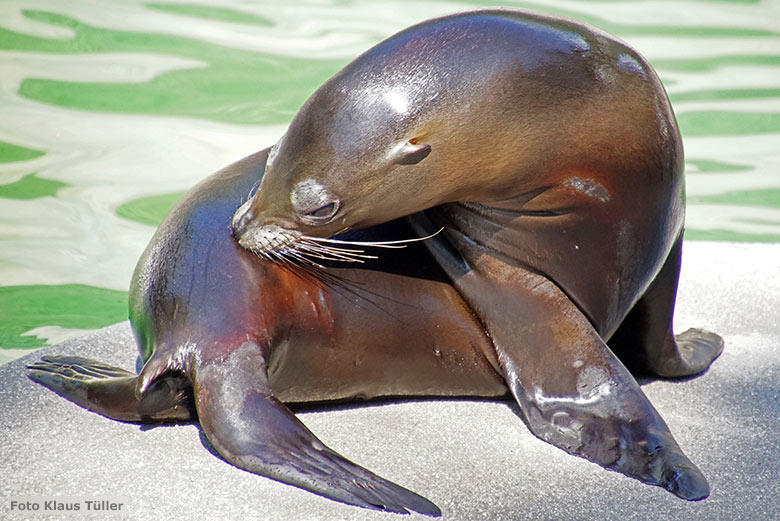 Kalifornisches Seelöwen-Jungtier am 13. Juli 2020 am Seelöwen-Becken im Zoo Wuppertal (Foto Klaus Tüller)