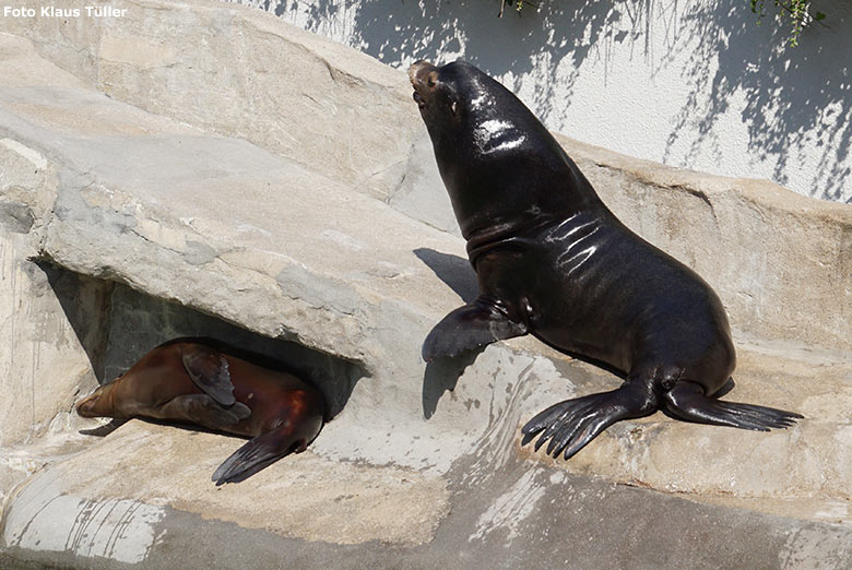 Kalifornische Seelöwen am 13. Juli 2020 am Seelöwen-Becken im Wuppertaler Zoo (Foto Klaus Tüller)