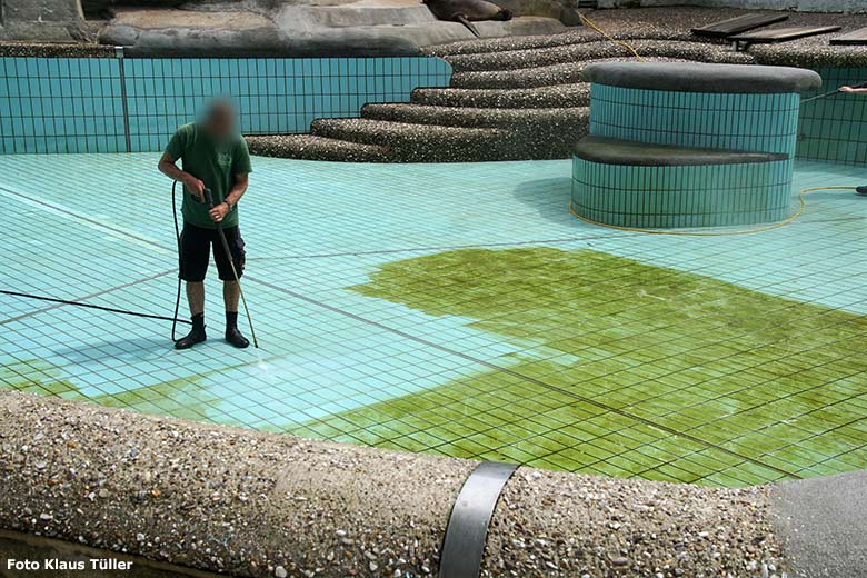 Wöchentliche Reinigung des Seelöwen-Beckens am 14. Juli 2020 im Grünen Zoo Wuppertal (Foto Klaus Tüller)