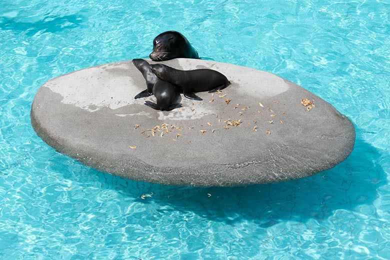 Kalifornische Seelöwen-Jungtiere KOA und NOLA mit Seelöwen-Vater MYLO am 28. Juli 2020 im Seelöwen-Becken im Zoologischen Garten Wuppertal