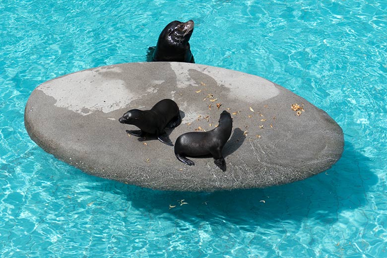 Kalifornische Seelöwen-Jungtiere KOA und NOLA mit Seelöwen-Vater MYLO am 28. Juli 2020 im Seelöwen-Becken im Wuppertaler Zoo