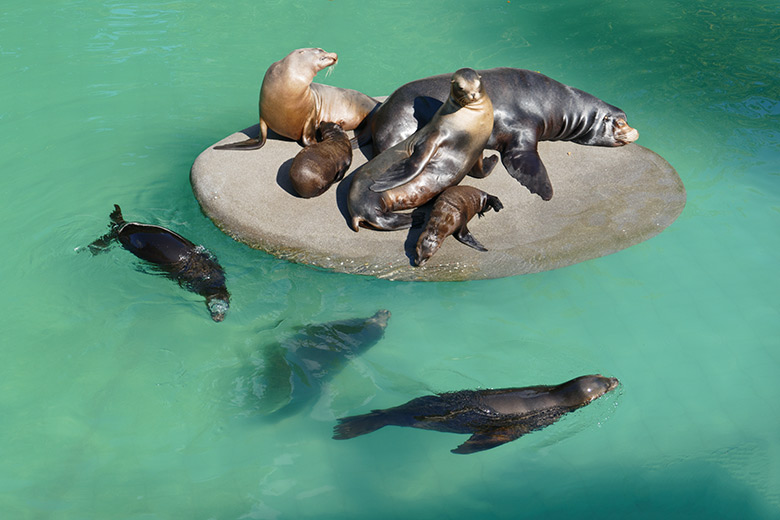 Acht Kalifornische Seelöwen am 6. September 2020 im Seelöwen-Becken im Zoologischen Garten Wuppertal