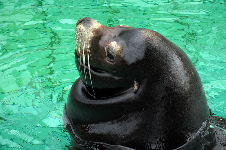 Kalifornischer Seelöwen-Bulle MYLO am 9. September 2020 im Seelöwen-Becken im Grünen Zoo Wuppertal