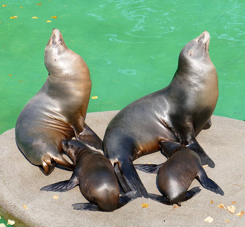 Kalifornische Seelöwen am 11. September 2020 im Seelöwen-Becken im Grünen Zoo Wuppertal