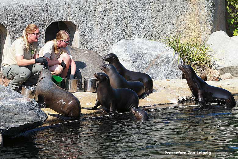 Erstes gemeinsames Schwimmen der fünf Kalifornischen Seelöwen im Zoo Leipzig (Pressefoto Zoo Leipzig)
