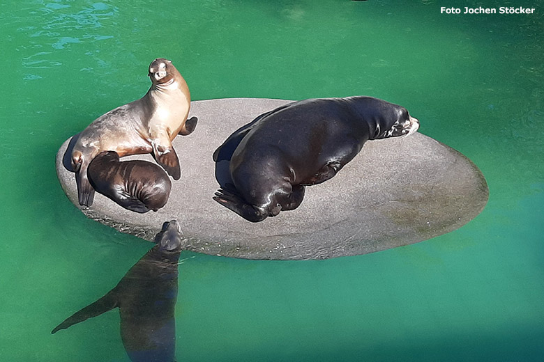 Säugende Kalifornische Seelöwin am 21. September 2020 auf der Insel im Seelöwen-Becken im Grünen Zoo Wuppertal (Foto Jochen Stöcker)