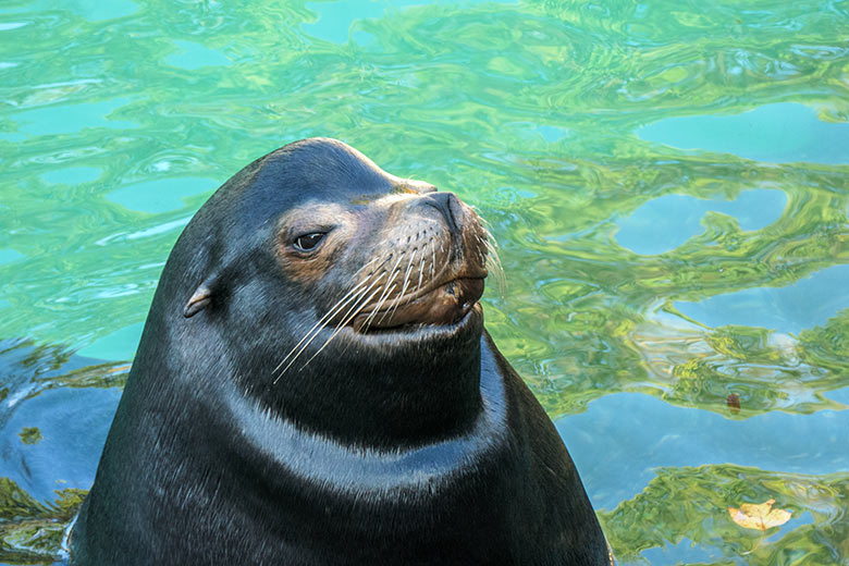 Kalifornischer Seelöwen-Bulle MYLO am 31. Oktober 2020 im Seelöwen-Becken im Zoologischen Garten Wuppertal