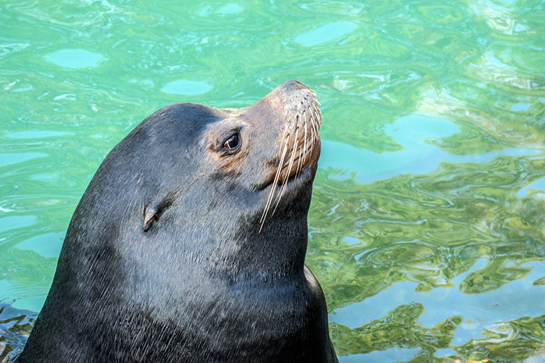 Männlicher Kalifornischer Seelöwe MYLO am 31. Oktober 2020 im Seelöwen-Becken im Zoo Wuppertal