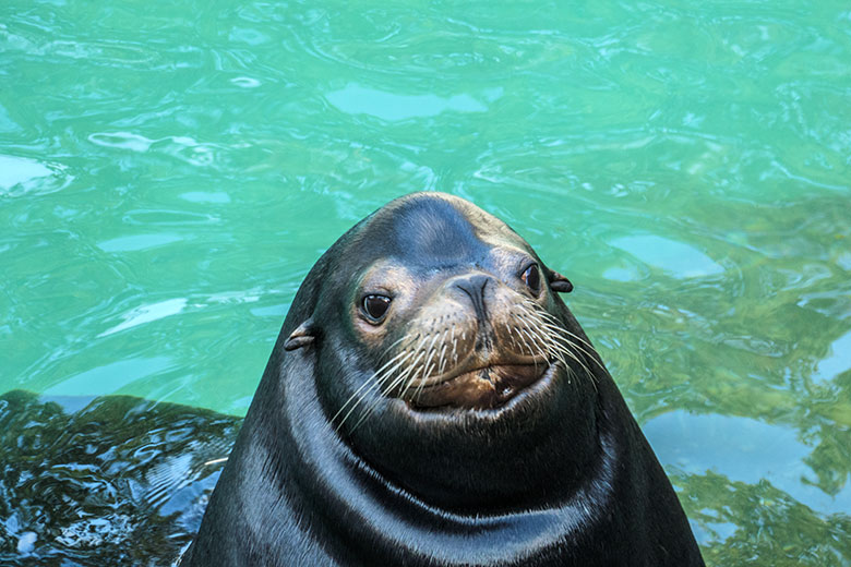 Kalifornischer Seelöwen-Bulle MYLO am 31. Oktober 2020 im Seelöwen-Becken im Wuppertaler Zoo