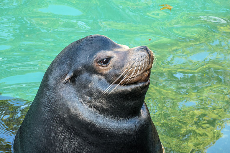 Männlicher Kalifornischer Seelöwe MYLO am 31. Oktober 2020 im Seelöwen-Becken im Grünen Zoo Wuppertal