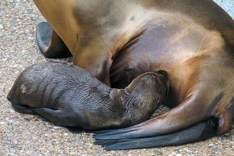 Kalifornisches Seelöwen-Jungtier KEELA am 25. Juni 2021 auf der Außenanlage am Seelöwen-Becken im Zoologischen Garten Wuppertal