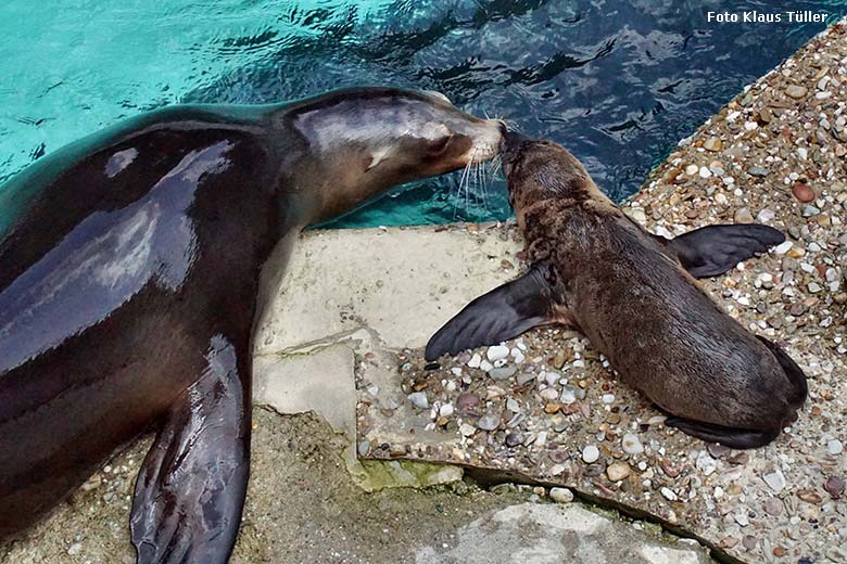 Weibliches Kalifornisches Seelöwen-Jungtier KEELA am 26. Juni 2021 am Seelöwen-Becken im Wuppertaler Zoo (Foto Klaus Tüller)