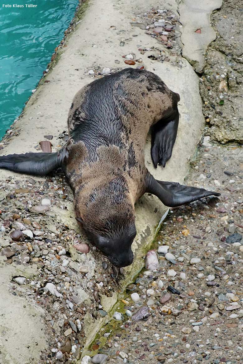 Weibliches Kalifornisches Seelöwen-Jungtier KEELA am 26. Juni 2021 am Seelöwen-Becken im Grünen Zoo Wuppertal (Foto Klaus Tüller)