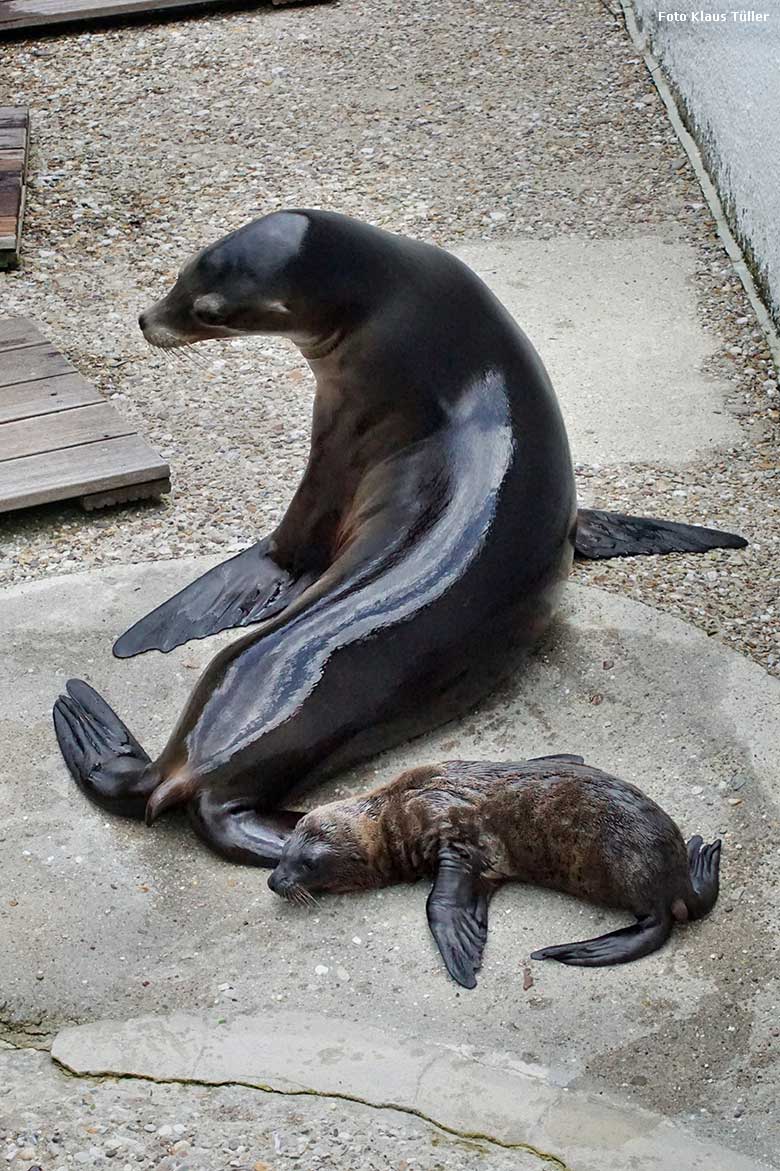 Weibliches Kalifornisches Seelöwen-Jungtier KEELA mit seiner Seelöwen-Mutter KUBA am 26. Juni 2021 am Seelöwen-Becken im Zoologischen Garten der Stadt Wuppertal (Foto Klaus Tüller)