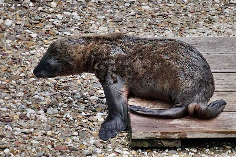 Weibliches Kalifornisches Seelöwen-Jungtier KEELA am 26. Juni 2021 am Seelöwen-Becken im Zoo Wuppertal (Foto Klaus Tüller)