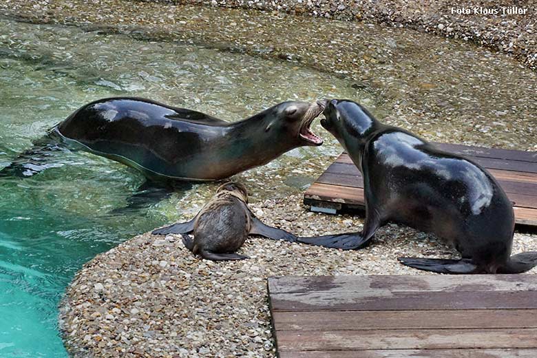 Weibliches Kalifornisches Seelöwen-Jungtier KEELA am 26. Juni 2021 am Seelöwen-Becken im Grünen Zoo Wuppertal (Foto Klaus Tüller)