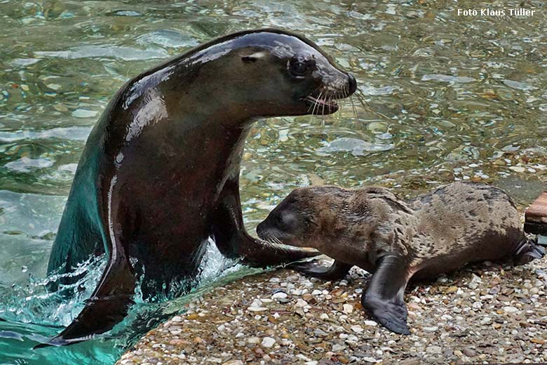 Weibliches Kalifornisches Seelöwen-Jungtier KEELA am 26. Juni 2021 am Seelöwen-Becken im Zoologischen Garten Wuppertal (Foto Klaus Tüller)