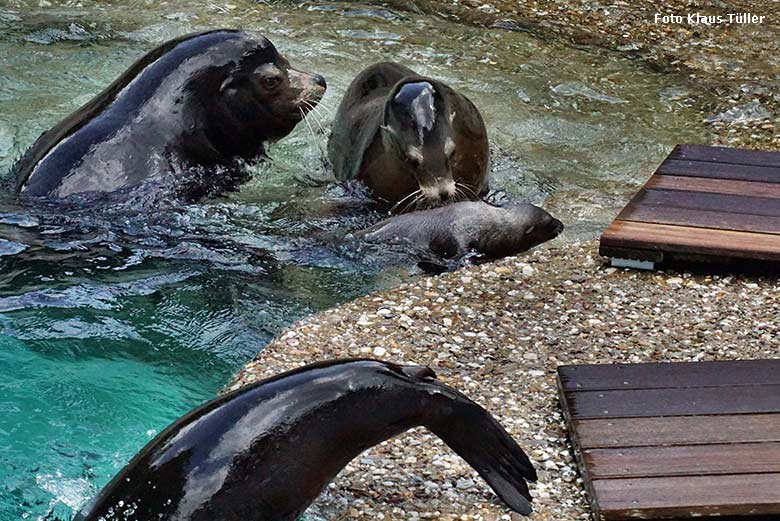 Weibliches Kalifornisches Seelöwen-Jungtier KEELA am 26. Juni 2021 am Seelöwen-Becken im Zoologischen Garten der Stadt Wuppertal (Foto Klaus Tüller)