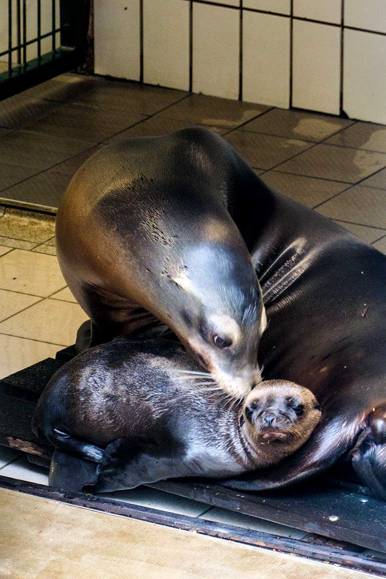 Männliches Kalifornisches Seelöwen-Jungtier NAKOA mit seiner Seelöwen-Mutter PEBBLES am 6. Juli 2021 im Seelöwen-Stall am Seelöwen-Becken im Grünen Zoo Wuppertal