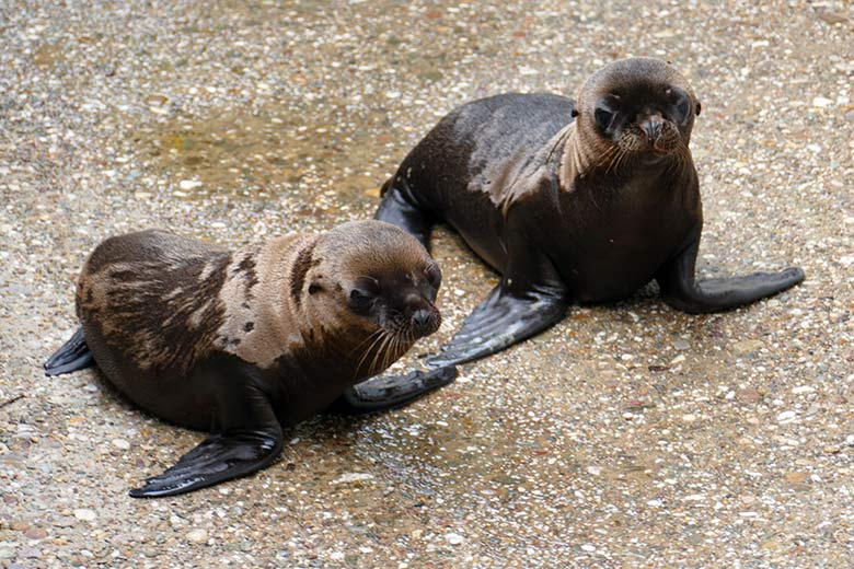 Männliches Kalifornisches Seelöwen-Jungtier NAKOA mit dem weiblichen Seelöwen-Jungtier KEELA am 7. Juli 2021 am Seelöwen-Becken im Zoologischen Garten Wuppertal