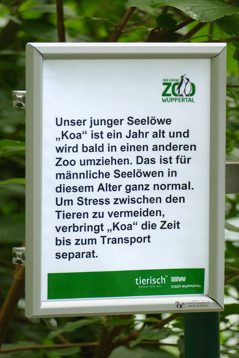 Aushang zur geplanten Abreise des Kalifornischen Seelöwen-Jungtiers KOA am 9. Juli 2021 am Weg zur kleinen Eisbär-Außenanlage im Wuppertaler Zoo