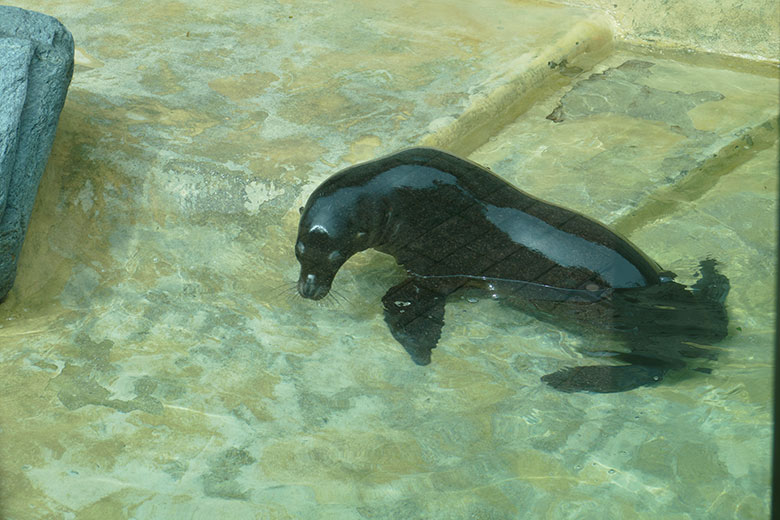 Kalifornisches Seelöwen-Jungtier KOA am 10. Juli 2021 auf der kleinen Eisbär-Außenanlage im Grünen Zoo Wuppertal