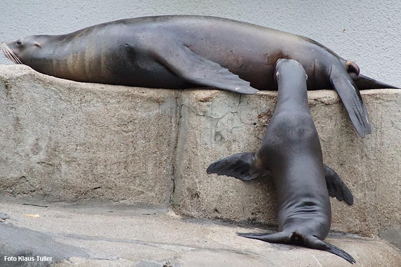 Kalifornische Seelöwen am 31. Oktober 2021 am Seelöwen-Becken im Grünen Zoo Wuppertal (Foto Klaus Tüller)