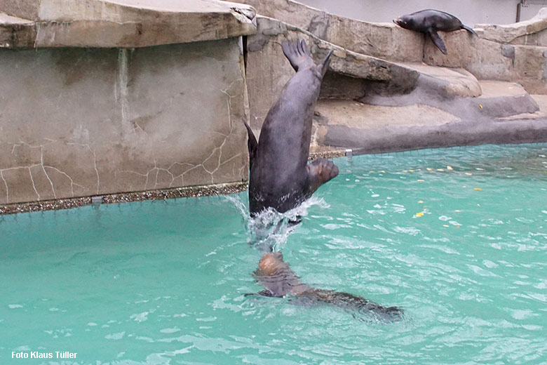 Kalifornische Seelöwen am 31. Oktober 2021 am Seelöwen-Becken im Zoo Wuppertal (Foto Klaus Tüller)