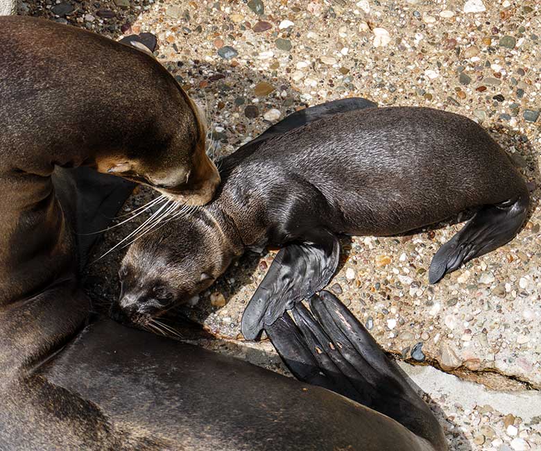 Weibliches Kalifornisches Seelöwen-Jungtier MALU mit seiner Seelöwen-Mutter PEBBLES am 13. Juli 2022 am Rand des Seelöwen-Beckens im Zoologischen Garten Wuppertal