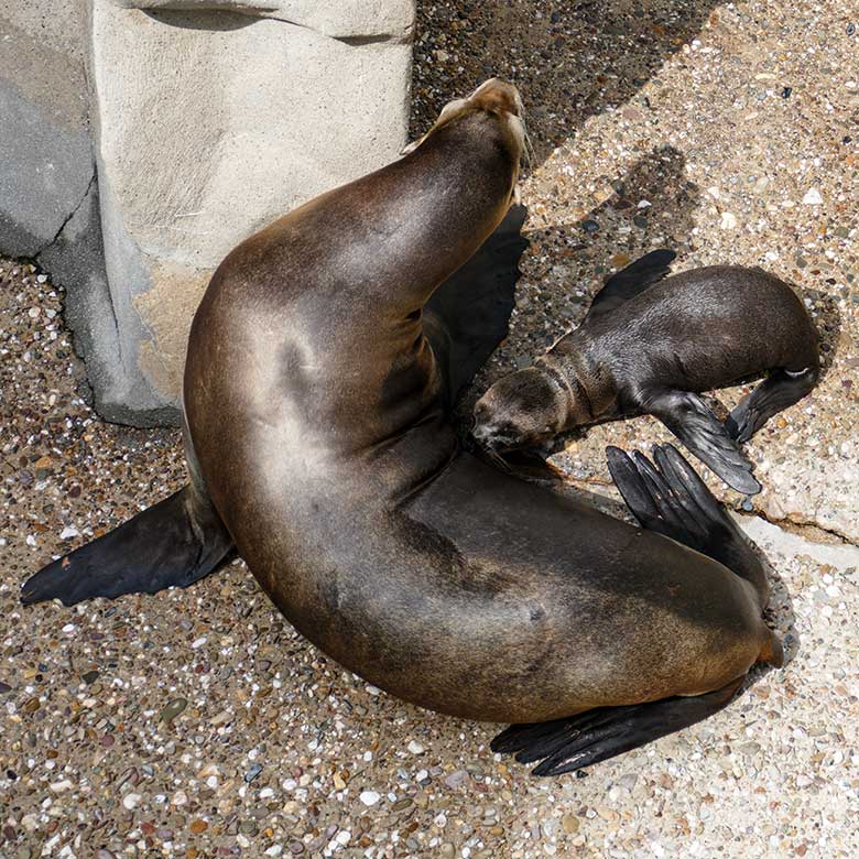 Weibliches Kalifornisches Seelöwen-Jungtier MALU mit seiner Seelöwen-Mutter PEBBLES am 13. Juli 2022 am Rand des Seelöwen-Beckens im Grünen Zoo Wuppertal