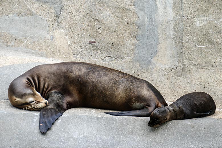 Weibliches Kalifornisches Seelöwen-Jungtier MALU mit seiner Seelöwen-Mutter PEBBLES am 13. Juli 2022 am Rand des Seelöwen-Beckens im Wuppertaler Zoo