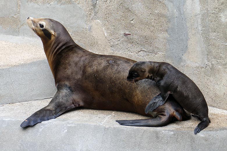 Weibliches Kalifornisches Seelöwen-Jungtier MALU mit seiner Seelöwen-Mutter PEBBLES am 13. Juli 2022 am Rand des Seelöwen-Beckens im Zoologischen Garten der Stadt Wuppertal