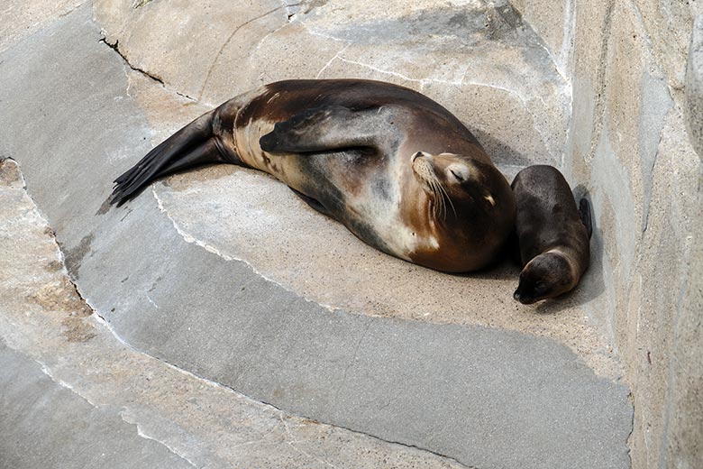 Weibliches Kalifornisches Seelöwen-Jungtier MALU mit seiner Seelöwen-Mutter PEBBLES am 13. Juli 2022 am Rand des Seelöwen-Beckens im Zoo Wuppertal