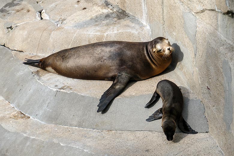 Weibliches Kalifornisches Seelöwen-Jungtier MALU mit seiner Seelöwen-Mutter PEBBLES mit seiner Seelöwen-Mutter PEBBLES am 13. Juli 2022 am Rand des Seelöwen-Beckens im Wuppertaler Zoo