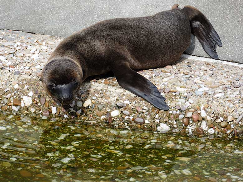 Weibliches Kalifornisches Seelöwen-Jungtier MALU am 13. Juli 2022 am Rand des Seelöwen-Beckens im Zoo Wuppertal